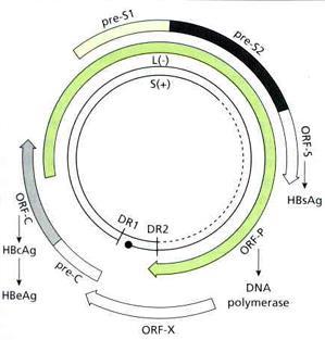 hostitele a antigenů viru nukleokapsida dvacetistěn core 27 nm: DNA DNA polymeráza reverzní transkriptáza DNA se složitou stavbou (není plně dvouřetězový) dlouhý 3020-3320 krátký