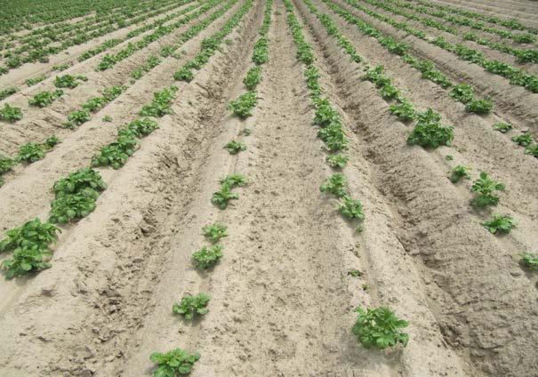 hrůbků a brázd při pěstování brambor, která zlepšuje zadržení srážkové a závlahové vody a
