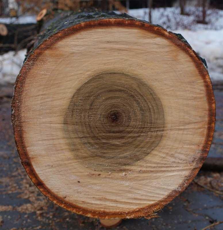 KŮRA - vnější povrchová vrstva kmene, která obklopuje dřevo a kambium kůra dospělých stromů má dvě vrstvy, které přecházejí jedna v druhou vnější odumřelá vrstva - BORKA - chrání proti mechanickému