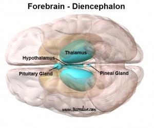 Mezimozek = diencephalon epithalamus subthalamus