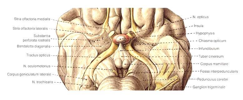Hypothalamus je derivát visceromotorické zóny bazální ploténky nejvyšší autonomní ústředí infundibulum +