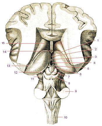 Epithalamus = Nadhrbolí habenula (trigonum habenulare) = uzdičky ncl. habenularis med. + lat.