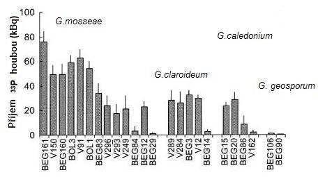 umístěním svého mycelia: Glomaceae - relativně velké mycelium s malým rozsahem mimokořenového a velkým rozsahem vnitrokořenového mycelia, Acaulosporaceae - menší mycelium s malým rozsahem