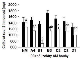 Munkvold et al. (2004) ve své práci nenalezli významnou variabilitu v účinnosti mezi druhy AM hub, ovšem jako významnou se ukázala variabilita vnitrodruhová, tzn. mezi izoláty jednoho druhu.