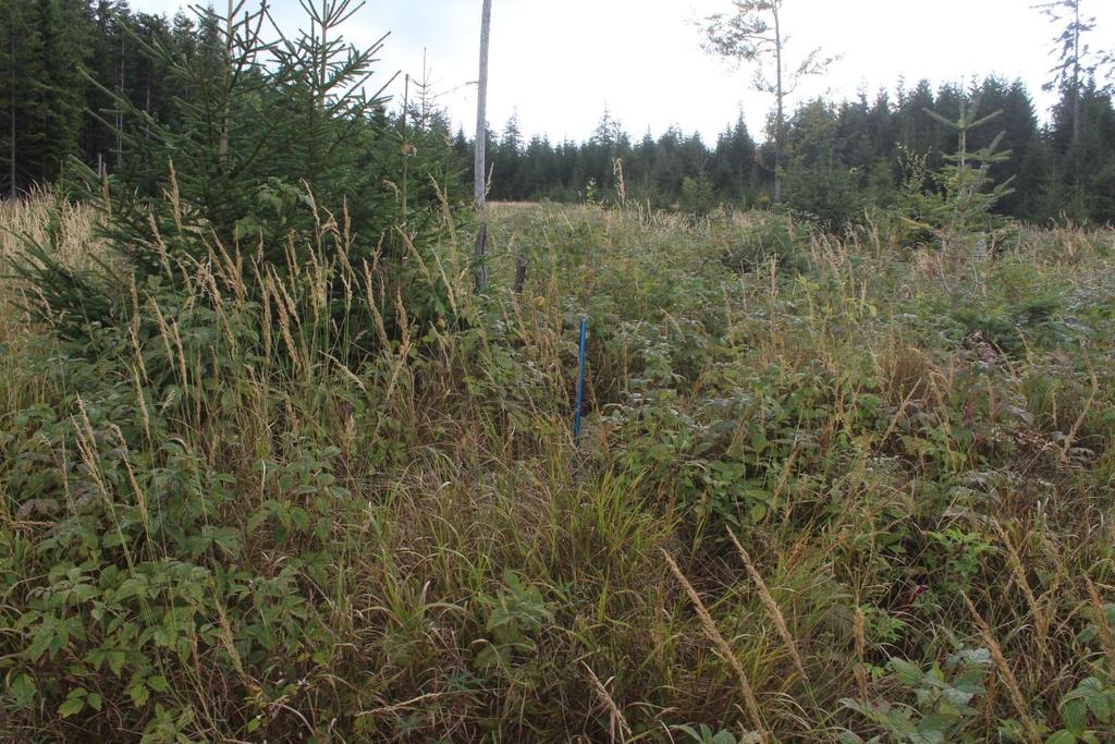 plocha 19 Obrázek 1. Foto plochy 19, střed plochy označený modrou trasírkou. Plocha se nachází v horní části svahu, se západní expozicí, v nadmořské výšce 1 135 m. Jedná se o nejvýše položenou plochu.