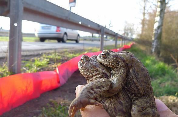 Omezení úmrtnosti obojživelníků na silnicích