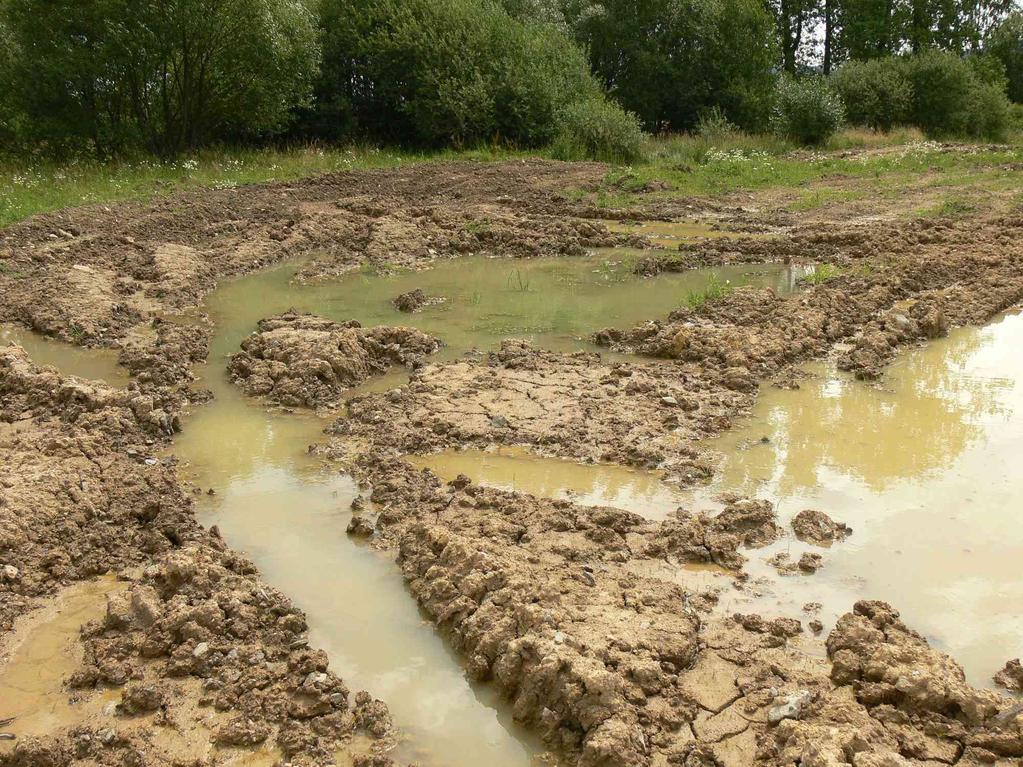 Biotopy pro rozmnožování ropuchy krátkonohé Foto: Jaromír Maštera - mělká malá až drobná vodní