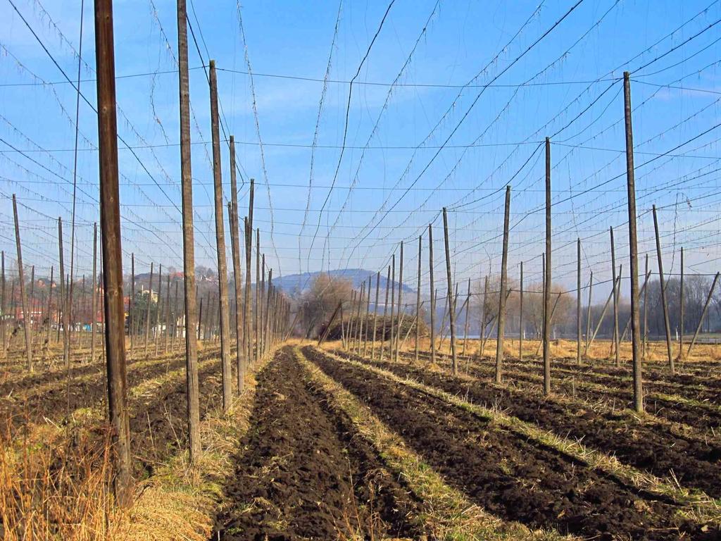 Běžná zemědělská technika = polní hospodaření Zásadní je na polích: - přítomnost širokořádkových plodin (řepa a jiná zelenina), důležité jsou i chmelnice - přítomnost občasných vodních