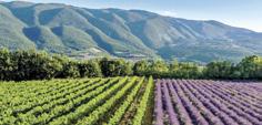 Odpočinek ve vesnici ROUSSILLON vystavěné z různých odstínů okrového kamene. Dojezd na ubytování do historického města APT. Celkem cca 50 km. 3. den Přesun busem do MALAUCÉNE.