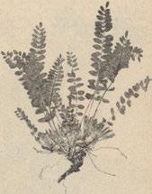 Z památnějších rostlin sluší jmenovati na př. Koeleria glauca DC Passerina annua WickstrJnrinea cyanoides Rclib., Gypsophila fastirriata I Bělé a* Kozinec Astragulus exscapus z Raugiaia i.