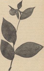 vápencové docela rozdílná. Z květeny skalních skulin vrcholů středohorských památný jsou kapradiny Ce- Orchidea Střevíčník (Cypripedium calterach officinarum WiUd.
