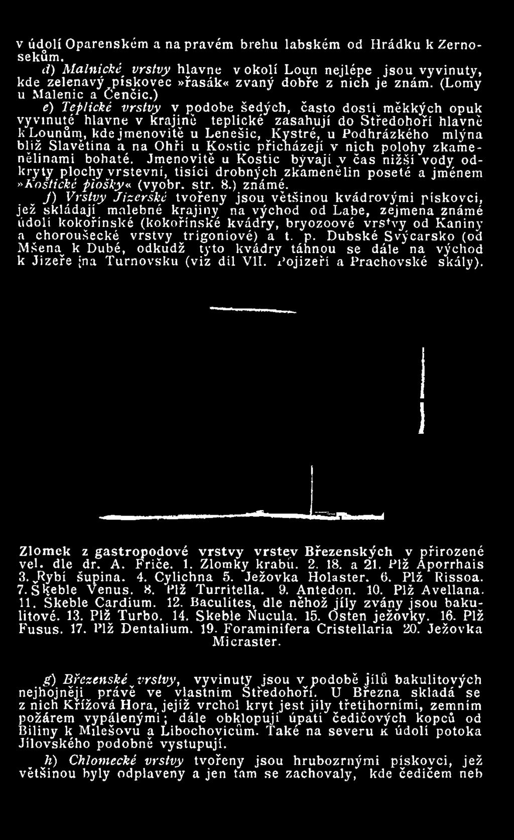 Jmenovitě u Kostic bývají v čas nižší vody odkryty plochy vrstevní, tisíci drobných zkamenělin poseté a jménem»koštickč piošky«(vyobr. sýr. 8.) známé.