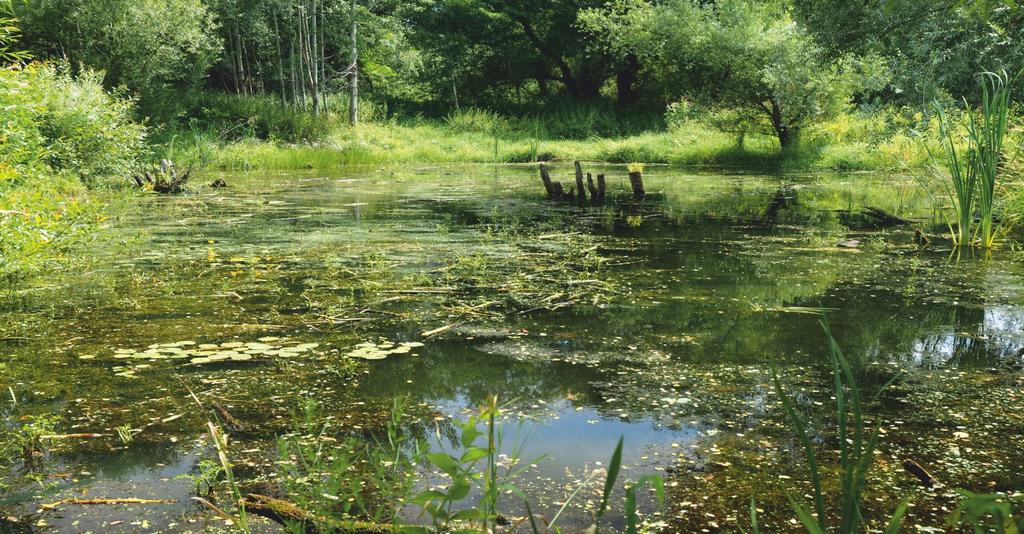 Toto chráněné území vlastně neustále ovlivňuje příroda především Vltava v její bezprostřední blízkosti K výrazné změně podmínek dochází během povodní, které jsou v posledních desetiletích stále