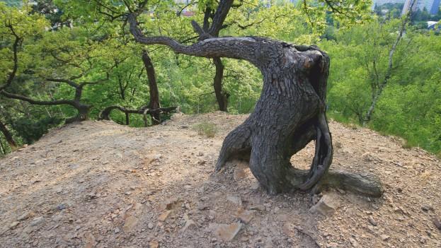 Obsah ÚVOD....................................... 6 Bažantnice v Satalicích........................ 8 Bílá skála.................................. 12 Bohnické údolí............................. 16 Branické skály.