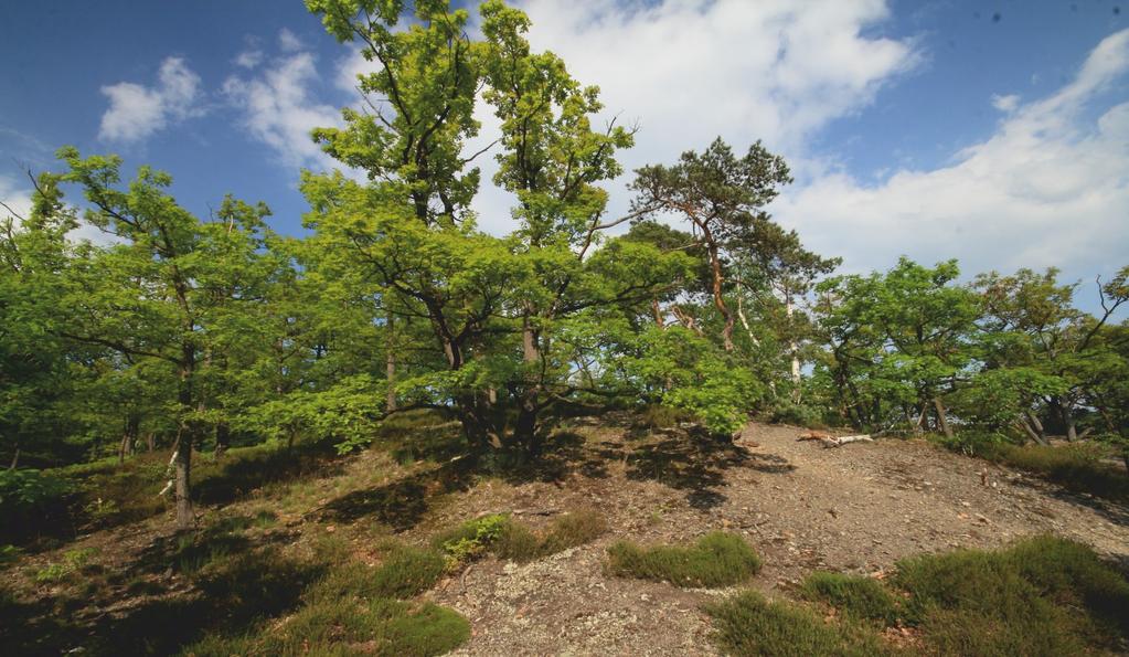 Hradiště Šance bylo součástí mohutné hradištní soustavy Závist-Šance z 1. stol. n. l. (pozdní doba laténská-kultura stradonická).