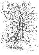 Památné stromy Mimořádně významné stromy, jejich skupiny a stromořadí jsou podle 46 zákona č. 114/1992 Sb. o ochraně přírody a krajiny vyhlašovány za památné stromy.