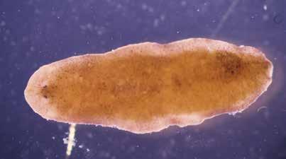 Immigrant, the North American planarian Dugesia tigrina Narušení přirozeného vodního toku se dotýká nejen výlučně vodních organismů, ale i těch rostlin a živočichů, kteří mají pouze některou svou