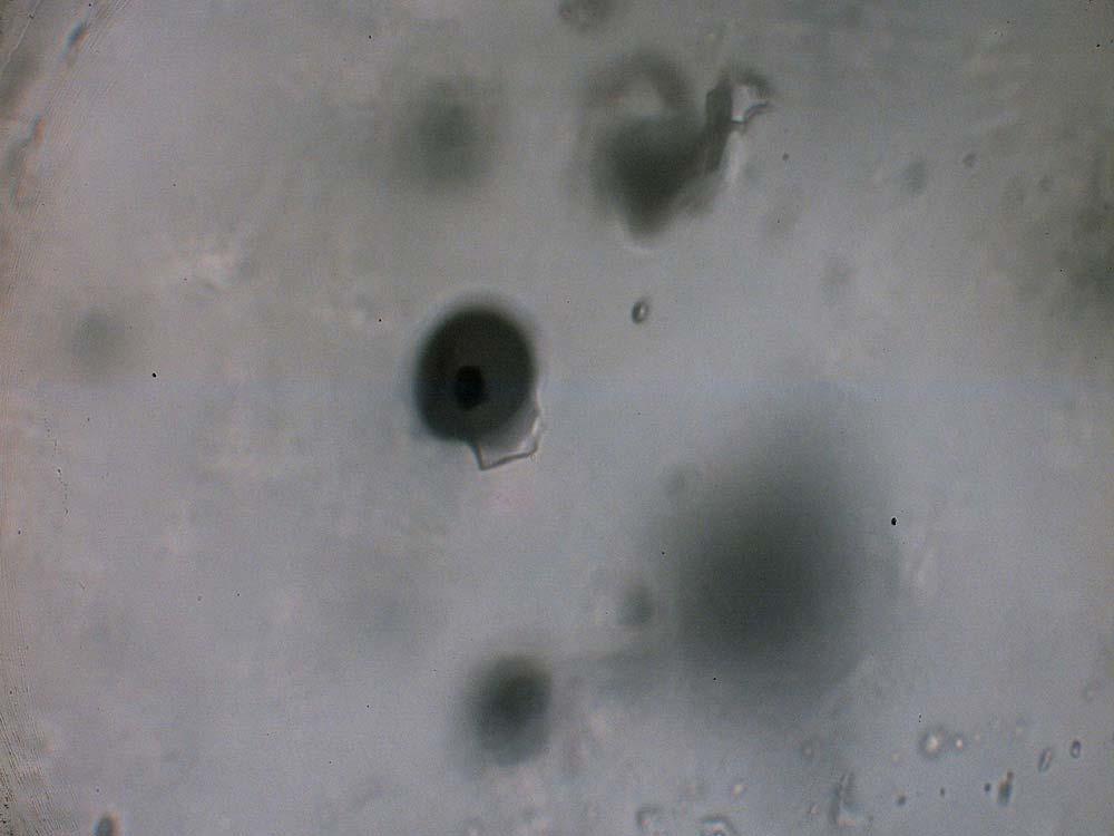 LB1 úlomek 4 Křemen se systémem rovnoběžných trailů H 2 O-CO 2 inkluzí, k nim kosé jsou dva traily CO 2 inkluzí a k oběma předešlým systémům je kosý trail tvořený inkluzemi cinabaritu a H 2 O