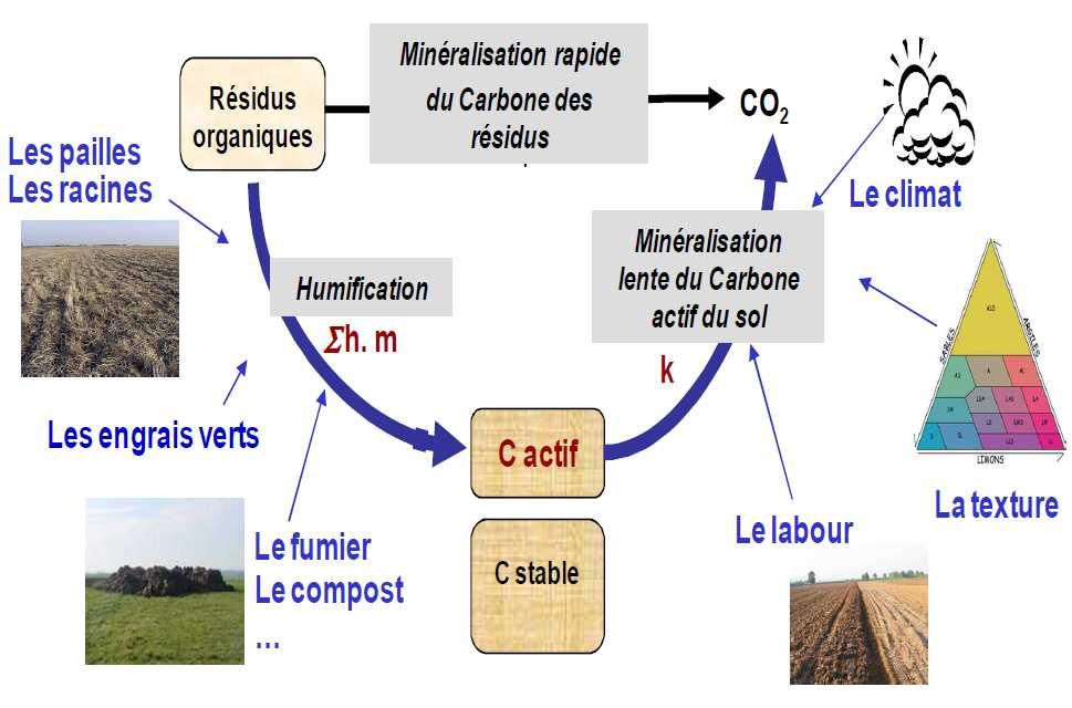 Posklizňové zbytky Organické zbytky Humifikace Rychlá mineralizace uhlíku