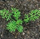 Láskavec ohnutý Amaranthus Nevädza poľná Cyanus /