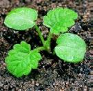 Amaranthus retroflexus Nevädza poľná Centaurea cyanus