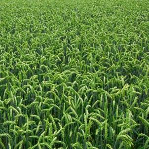 50g/ha + 0,5 l/ha