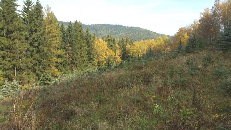 Realizace této plochy by si vyžádala kácení nelesní zeleně - porostu vysázených a náletových dřevin na bývalé nelesní půdě mozaika biotopu X9A Lesní kultury s nepůvodními jehličnatými dřevinami a