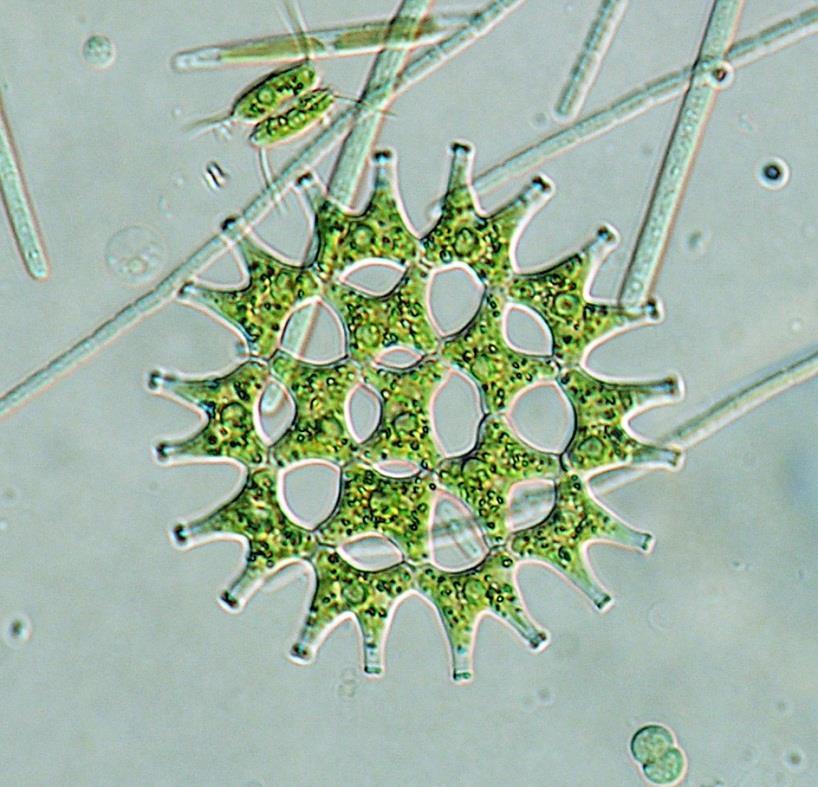 Pediastrum duplex (trvalý preparát)