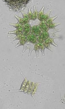 Pediastrum boryanum Desmodesmus communis