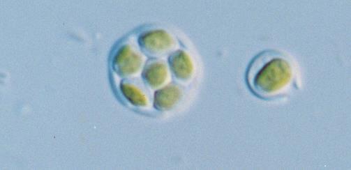 hrncovitý chloroplast s výrazným pyrenoidem,