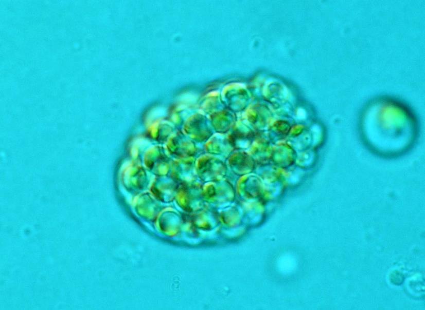 chloroplastem, obsahujícím 1 pyrenoid