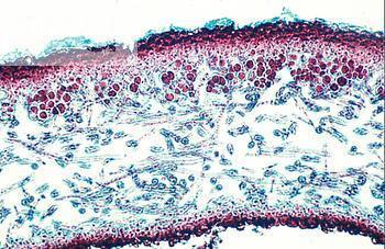 nepohyblivých buněk) pyrenoid Nejhojnější
