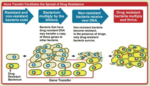 Příklad evoluční adaptace: vznik bakterií rezistentních na antibiotika ATB: nemocnice prostředí: další