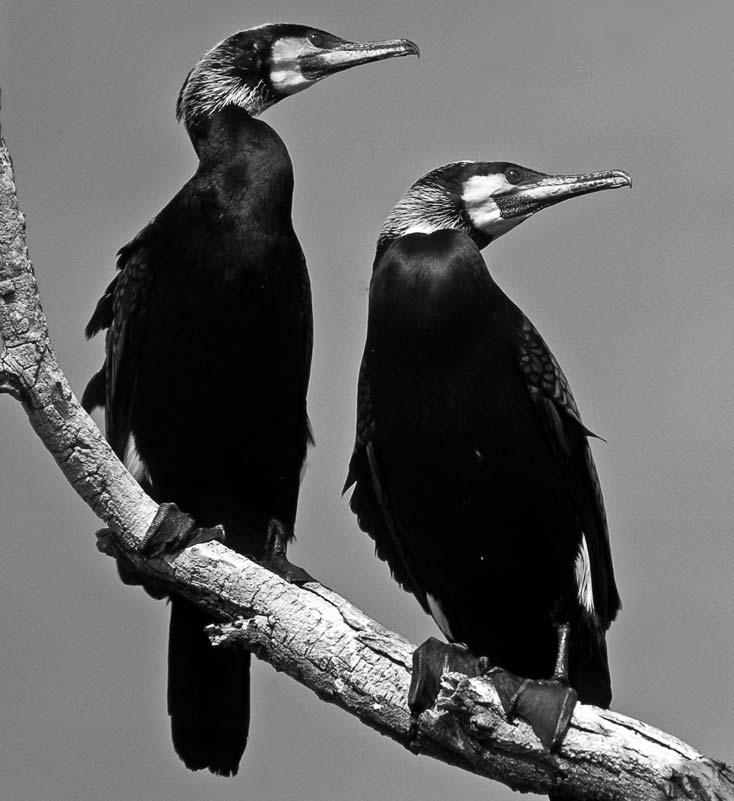 Petr Macháček Kormorán velký (Phalacrocorax carbo) na jižní Moravě Pár kormoránů ve svatebním šatě.