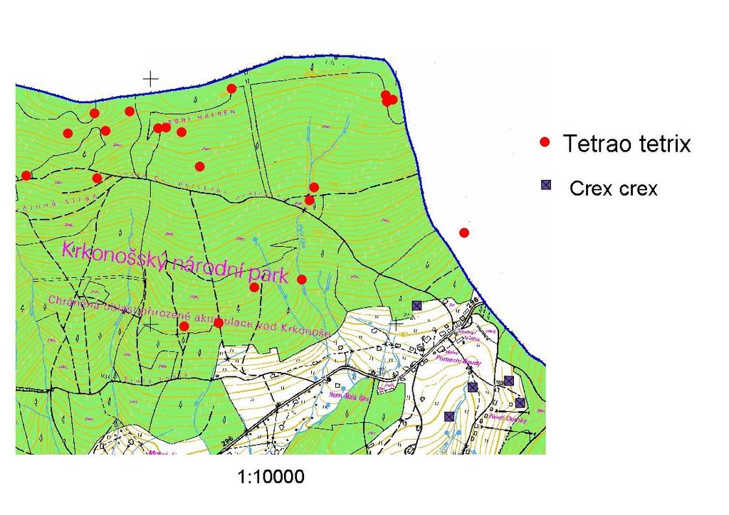 Obr. 6 Mapa zjištěných teritoriálních samců tetřívka obecného (Tetrao tetrix) v letech 1998 2008 a chřástala polního (Crex crex) v letech 1997-2009 Datel černý (Dryocopus martius) Datel černý hnízdí