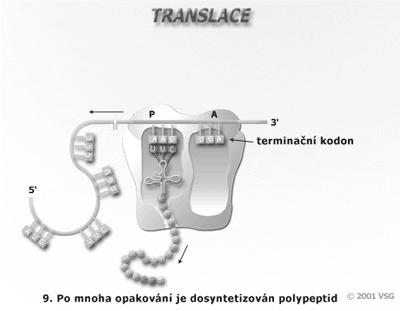 karboxylového konce polypeptidu a ukončí se tak
