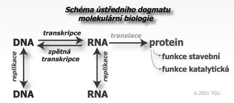 Posttranslační procesy zahrnují: kotranslační úpravy polypeptidových řetězců ještě během jejich syntézy (deformylace, odštěpování aminokyselin, disulfidické můstky, připojování cukrů, tvorba