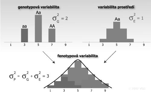 Vliv variability prostředí na celkovou variabilitu fenotypovou Kombinováním efektů genotypové variability a variability prostředí dochází k zvýšení variability fenotypové s kontinuálním průběhem.