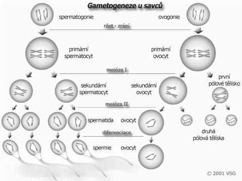3. Mendelistická genetika 3..1 Mendelova práce Se svými hybridizačními pokusy s hrachem (Pisum L.) začal Mendel v roce 1856 v klášterní zahradě na Starém Brně.