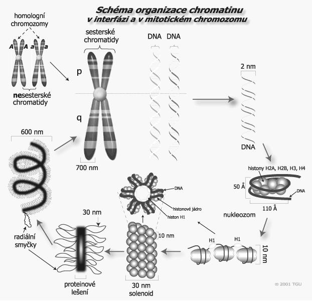 Základní organizační jednotkou chromatinu je nukleozom, který se skládá z histonového jádra (oktamer histonů HA, HB, H3 a H4) obtočené DNA (146 bp).