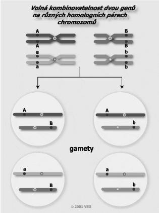 3.8 Vazba genů Chromozomy obsahují mnoho genů a pokud nejsou rozděleny crossing-overem, pak alely přítomné na mnoha lokusech každého homologního chromozomu segregují jako jednotka během gametogeneze.