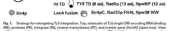 Inzerční specificita a inzerce retroelementů do heterochromatinu - inzerce není náhodná (retroviry) - role INT targeting domain (TD) - interakce s proteiny