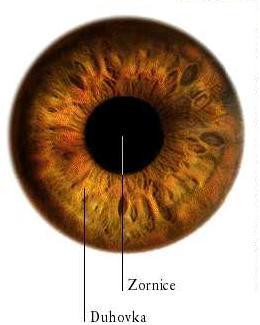 Obrázek 2.5: Příklad lidského oka [7]. 2.4.6 DNA Deoxyribonukleová kyselina je považována za nejlepší způsob identifikace osob.