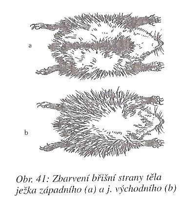 čeleď: ježkovití (Erinaceidae) ostny, v nebezpečí se svinují, krátká lebka, silné jařmové oblouky, kolíčkovité řezáky, dolní čelist krátká a široká 3133 2123 Tukové zásoby, kruhový sval Ježek