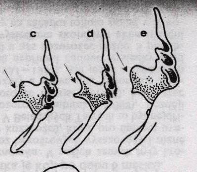 Pteropodiformes, Rhinolophoidea čeleď: vrápencovití (Rhinolophidae) zabalení do létacích blan, na čenichu blanité výrůstky, boltce kornoutovité, jednoduché stavby, ocas nahoru ke hřbetu, na lebce na