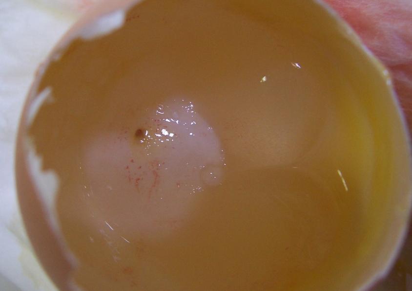 8. PŘÍLOHY Obrázek 1: Embryo