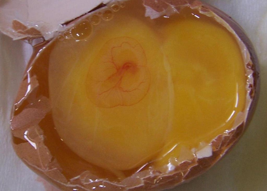 násadového vejce Obrázek 2: Embryo
