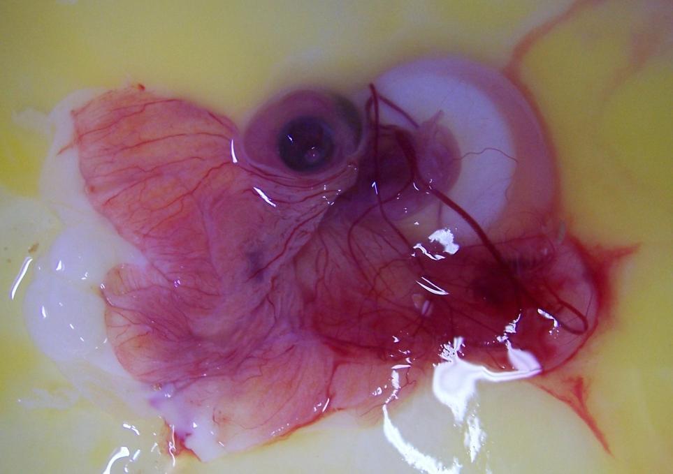 Obrázek 3: Embryo