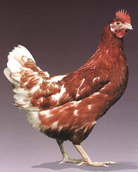 násadového