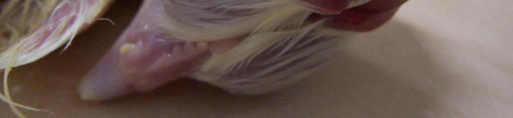 genetickou